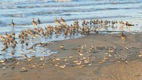 Four species of birds at Casuarina Beach