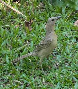 Common garden birds photographed in suburban Darwin including doves, finches, fig birds, honey eaters and lorrikeets.