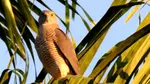 Darwin birds such as Brahminy Kites, Black Kites, White Sea Eagles are often seen circling above the suburbs , beaches and creeks, even if they are difficult to photograph.