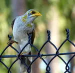 Darwin's birds are a feature of the suburbs, with hundreds of species of birds living or visiting Darwin as the seasons change.