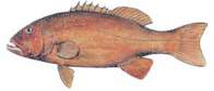 Coral Trout