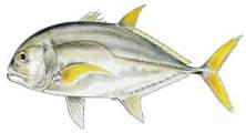 Trevally