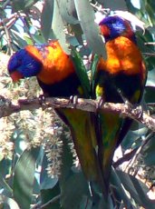 Rainbow Lorrikeets