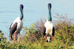 2 jabiru 2 jabiru