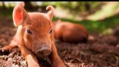 TFF The Biggest Little Farm Pig