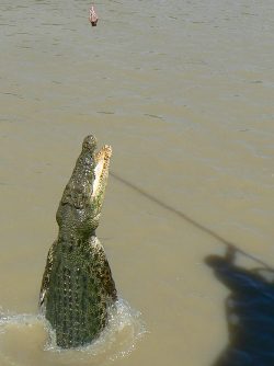 medium sized crocodile