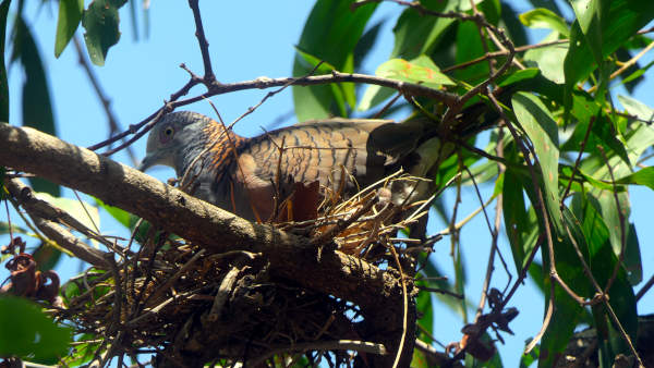 bar shouldered dove nest