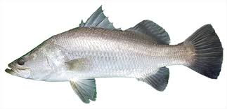 barramundi