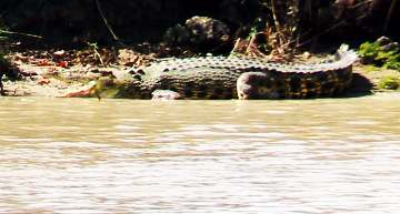 Basking Crocodile, Adelaide River