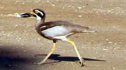 A Beach Stone-Curlew 
strides along the sand A Beach Stone-Curlew 
strides along the sand