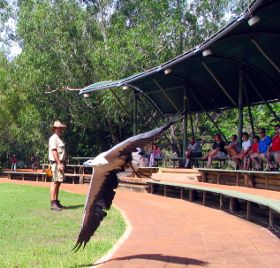 Birds of Prey Display