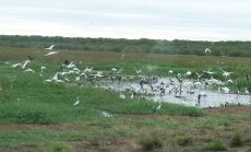Birds at Fogg Dam Birds at Fogg Dam
