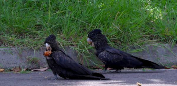 black cockatoo feasting on nuts black cockatoo