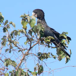 black cockatoo