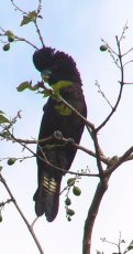Black Cockatoo Black Cockatoo