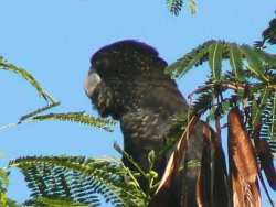 Red Tailed Black Cockatoo