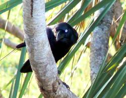 Black Crow Black Crow