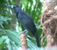 black_forest_bird.jpg black_forest_bird.jpg