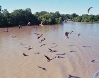 Black Kites over the river