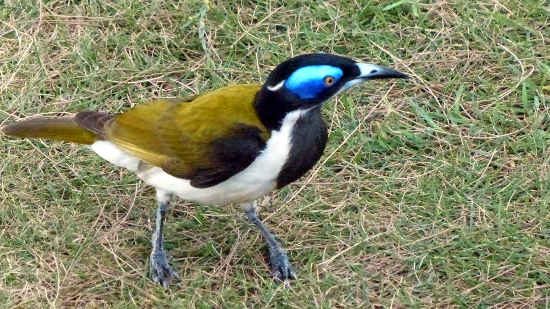 Blue Faced Honeyeater Blue Faced Honeyeater