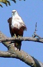 Brahminy Kite