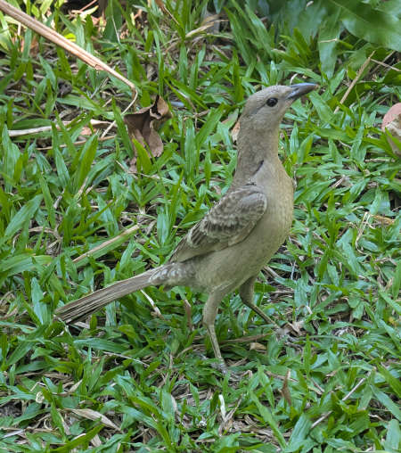 Great Bowerbird Great Bowerbird on grass
