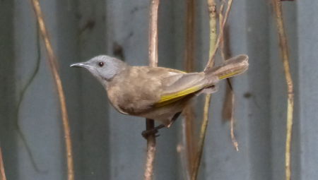 honeyeater