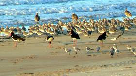 Wading birds on Casuarina Beach Wading birds on Casuarina Beach