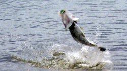 Fighting Barramundi leaps from the water. Fighting Barramundi