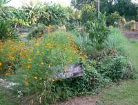 Jingili Community Gardens Jingili Community Gardens