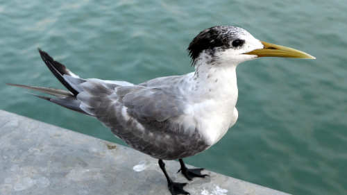 Crested Tern at Darwin Wharf Crested Tern