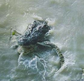 Croc eats croc