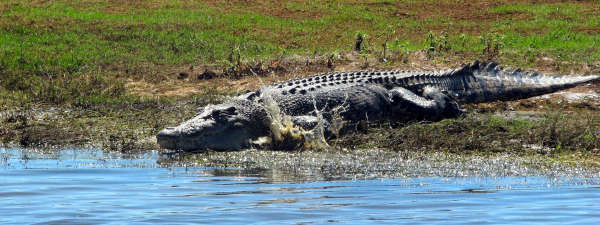 Crocodile