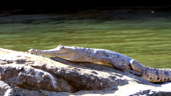 Freshwater Crocodile