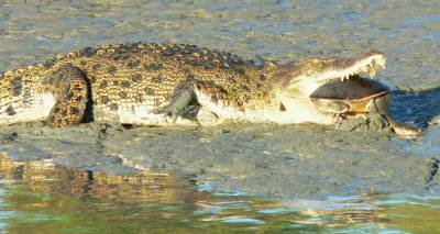 crocodile with turtle