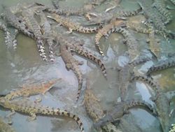 a pen of crocodiles a pen of crocodiles