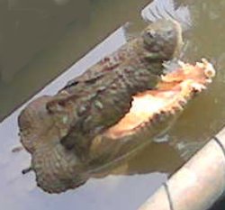 crocodile at the park crocodile
