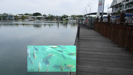 Cullen Bay Marina and Fish