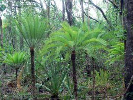Cycads along the walking track.