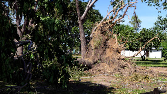 cyclone marcus uprooted tree cyclone marcus uprooted tree