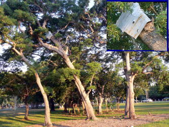 roofing iron still stuck in a tree 2016