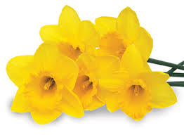Daffodil Day 
