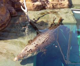 Albino Crocodile