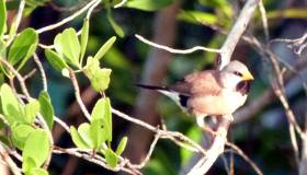 Unidentified finch at Rapid Creek Unidentified finch at Rapid Creek