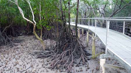 Walkway over mangroves Walkway over mangroves