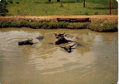 Buffalo were a common sight 