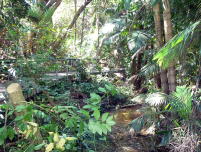 Darwin city rainforest