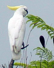 Cockatoo on Tree top Cockatoo on Tree top