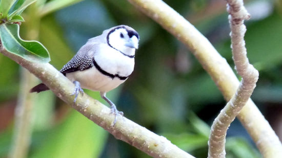 Double-barred Finch Double-barred Finch