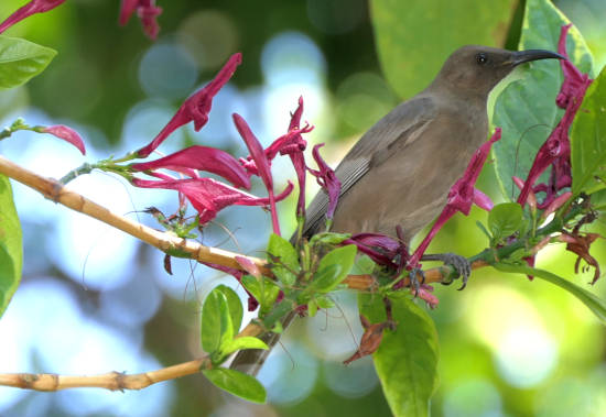 dusky honeyeater dusky honeyeater